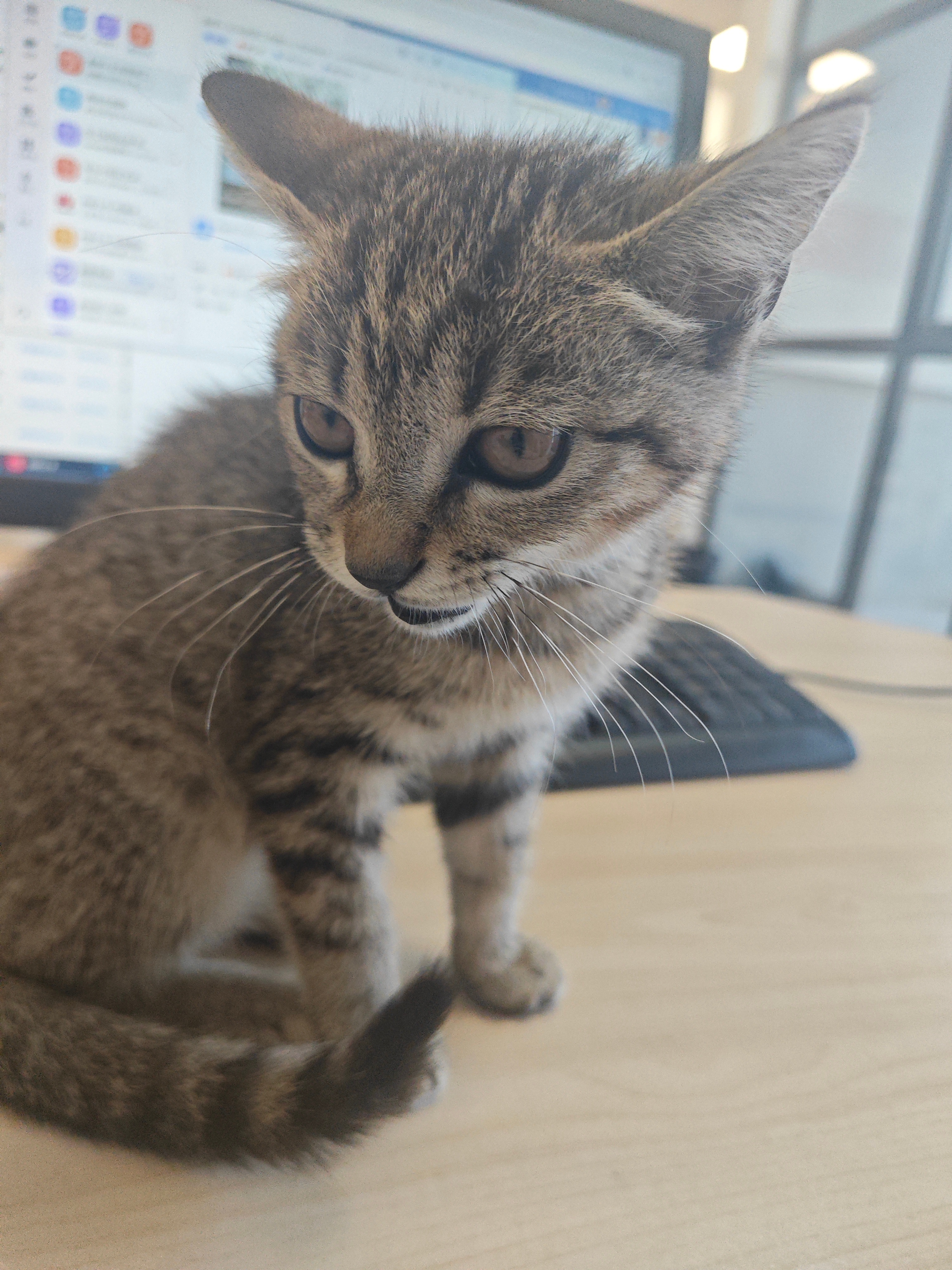 养猫 