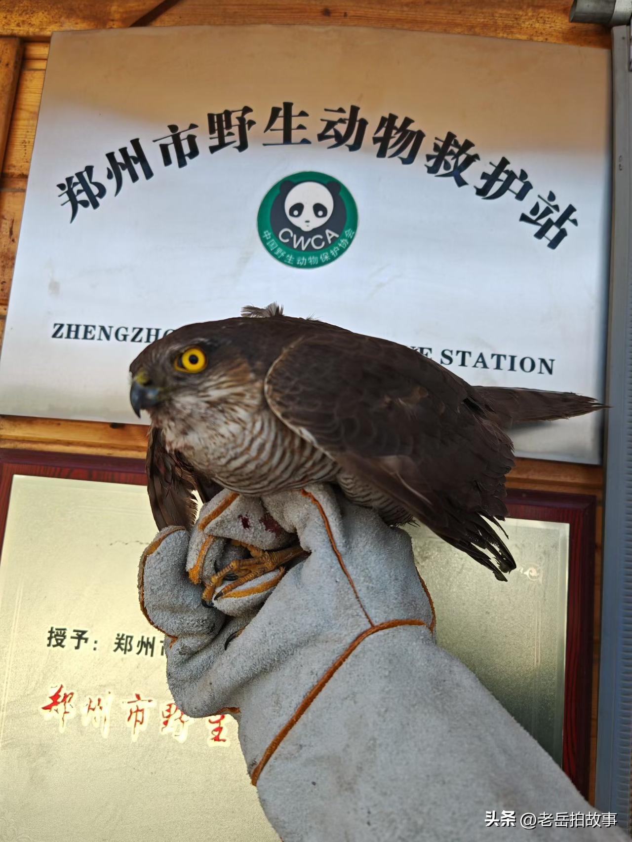 今天上午，郑州市野生动物救护站工作人员，应爱心市民李先生接力，前往郑州市高新区科