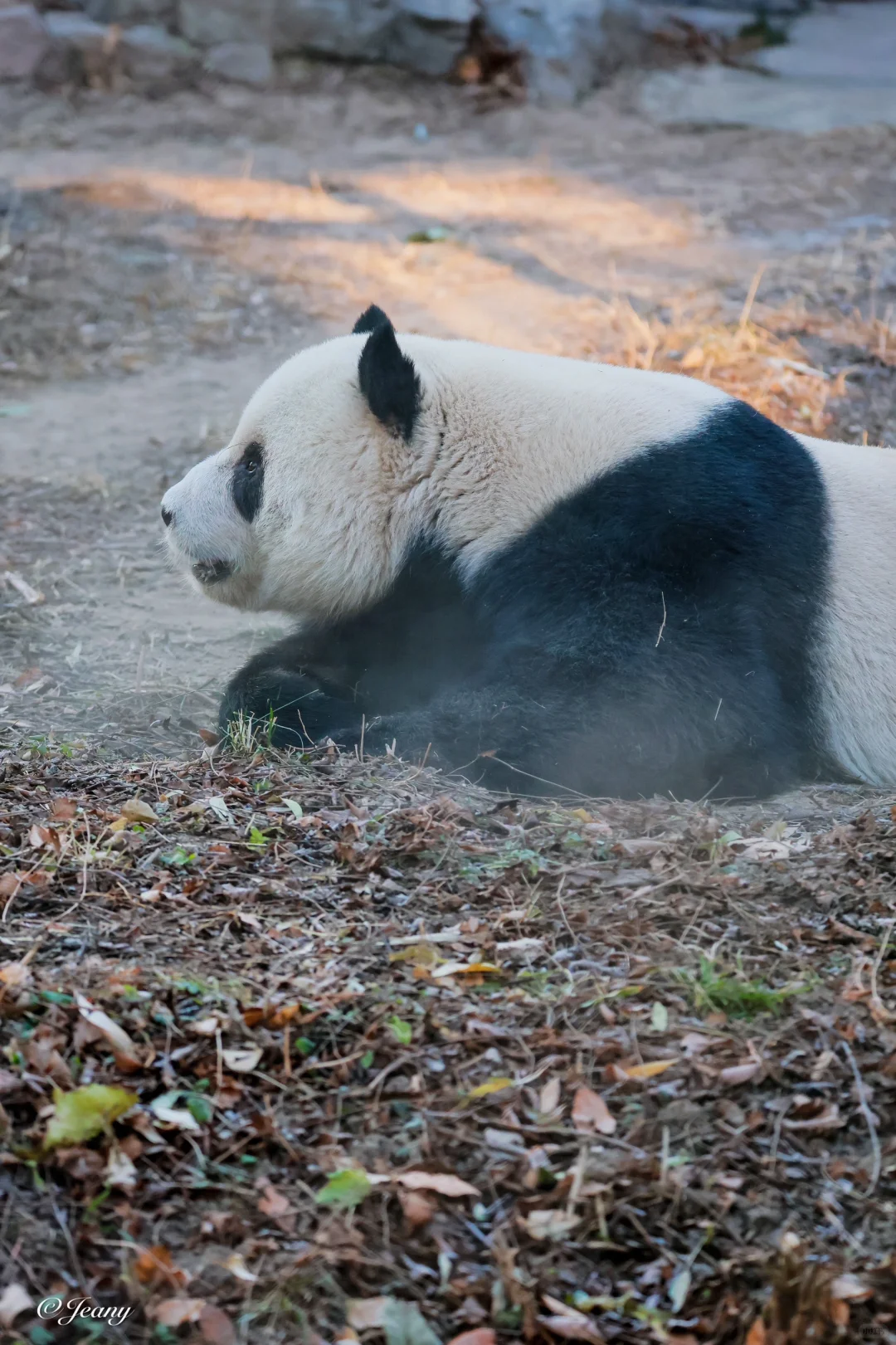 拍萌二挖煤🐼 我吃土快乐😂二二还给我比心