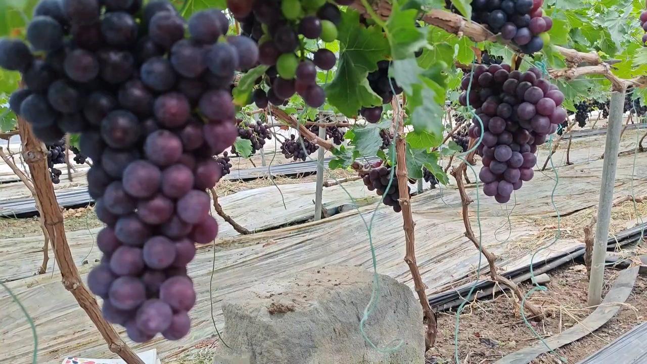 🍇冷棚种春红3/4号，行距株距怎么定？老于分享关键点！

春红早熟葡萄在冷棚和