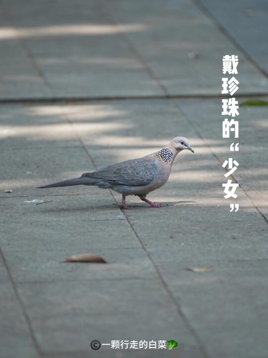 珠颈斑鸠｜戴珍珠的“少女”