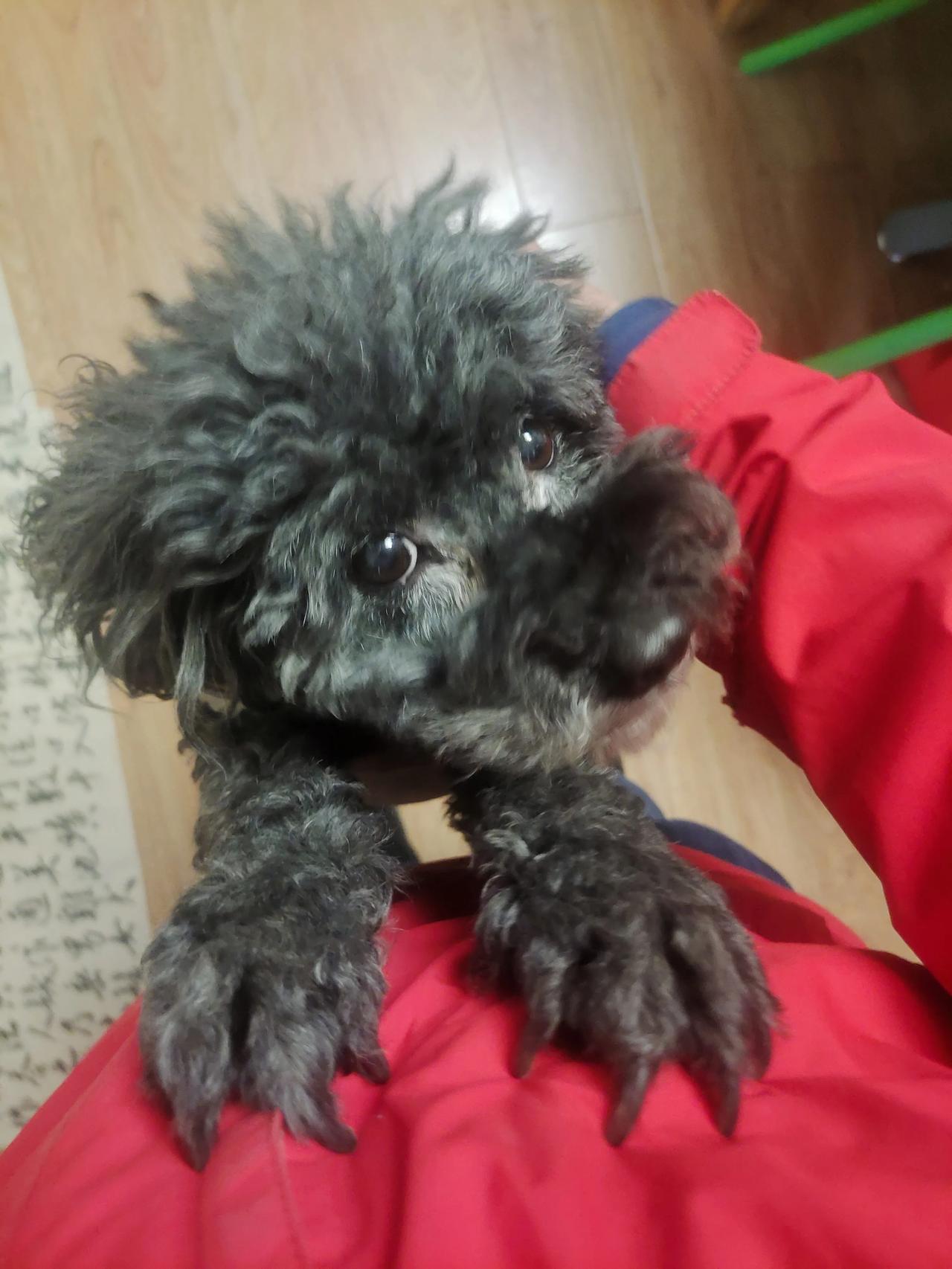 来了个骚扰电话，是接还是不接接，要么让对方自说自话，要么把狗狗抱过来跟它交流。