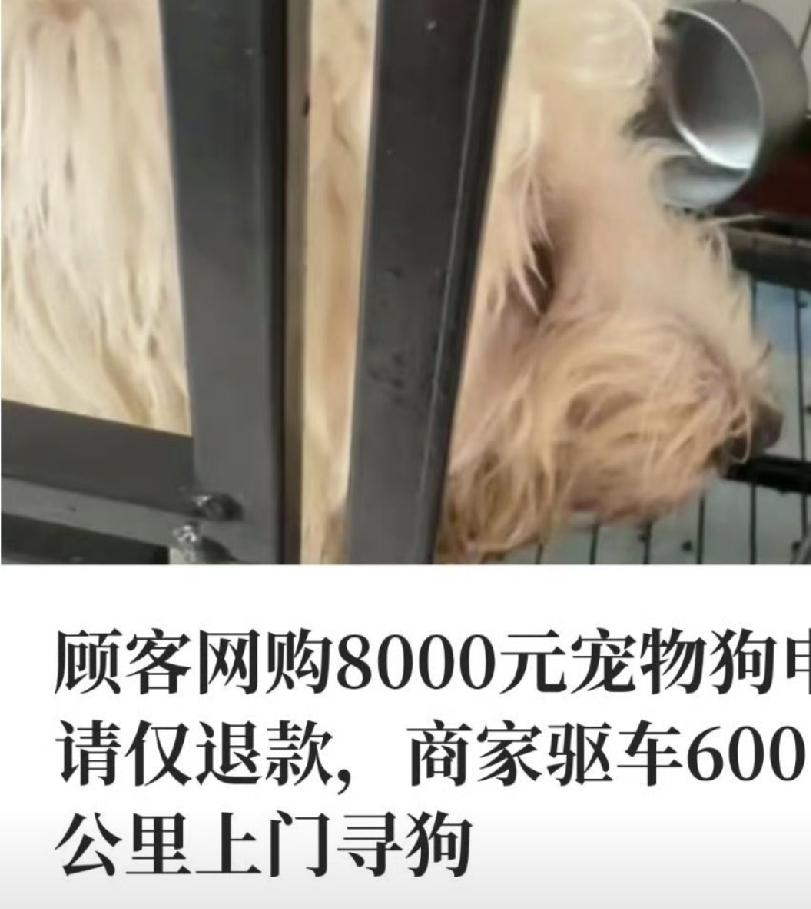 感觉狗狗被买家卖了的可能性很大，商家和小狗都好惨。

事情经过：一位买家花800
