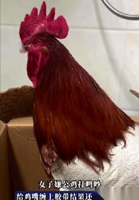 亲戚送来一只大公鸡，本来是件好事。结果没几天，谢女士硬是扯了一截透明胶带，把鸡嘴