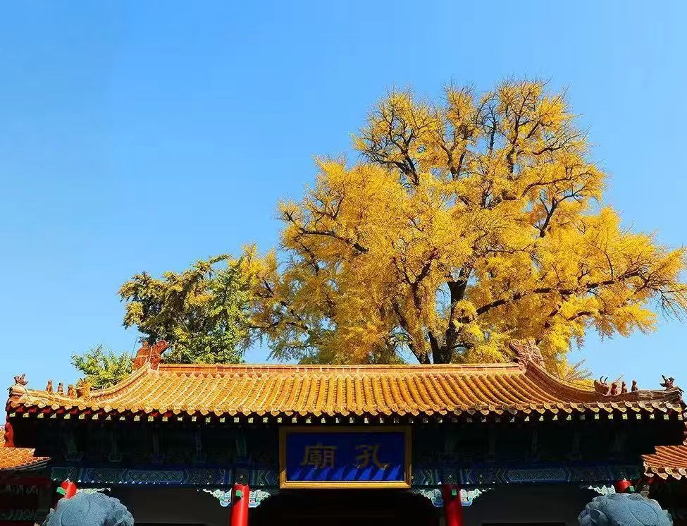 最近山东迎来了初冬之季，而初冬的临沂，像一位低调的画家，用最温柔的笔触，在古城大