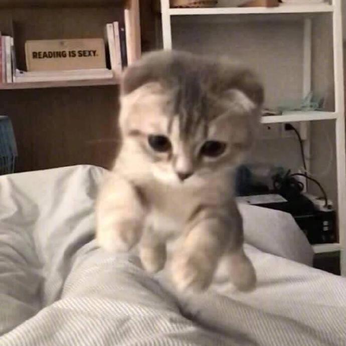 小猫咪来袭，萌炸了