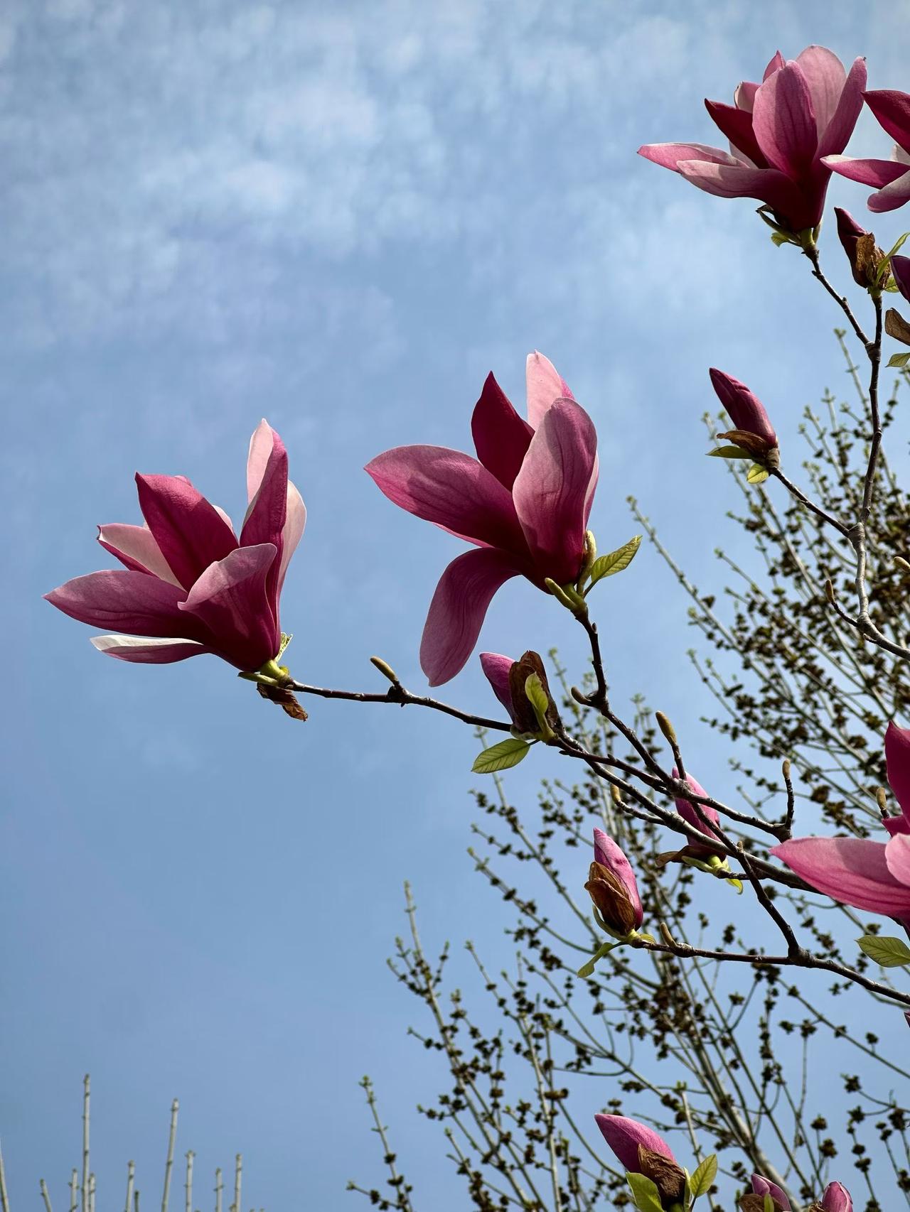 大地复苏，万物生长，在这暖阳时节，不妨带上你的家人一起出来玩吧！露营，烧烤，品茶