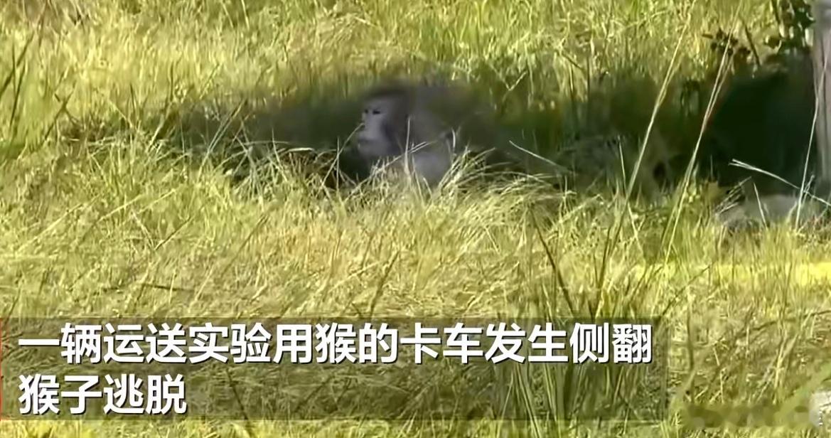 疑似携带病毒的猴子在美国逃脱属于杜兰大学的猴子逃出来了，它有攻击性还带病毒，但说