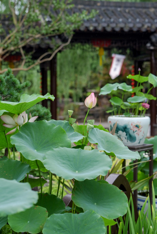 跟着苏超游江苏 【个园莲花展启幕！】暑气正盛，荷风已至。第十一届个园精品莲花展已