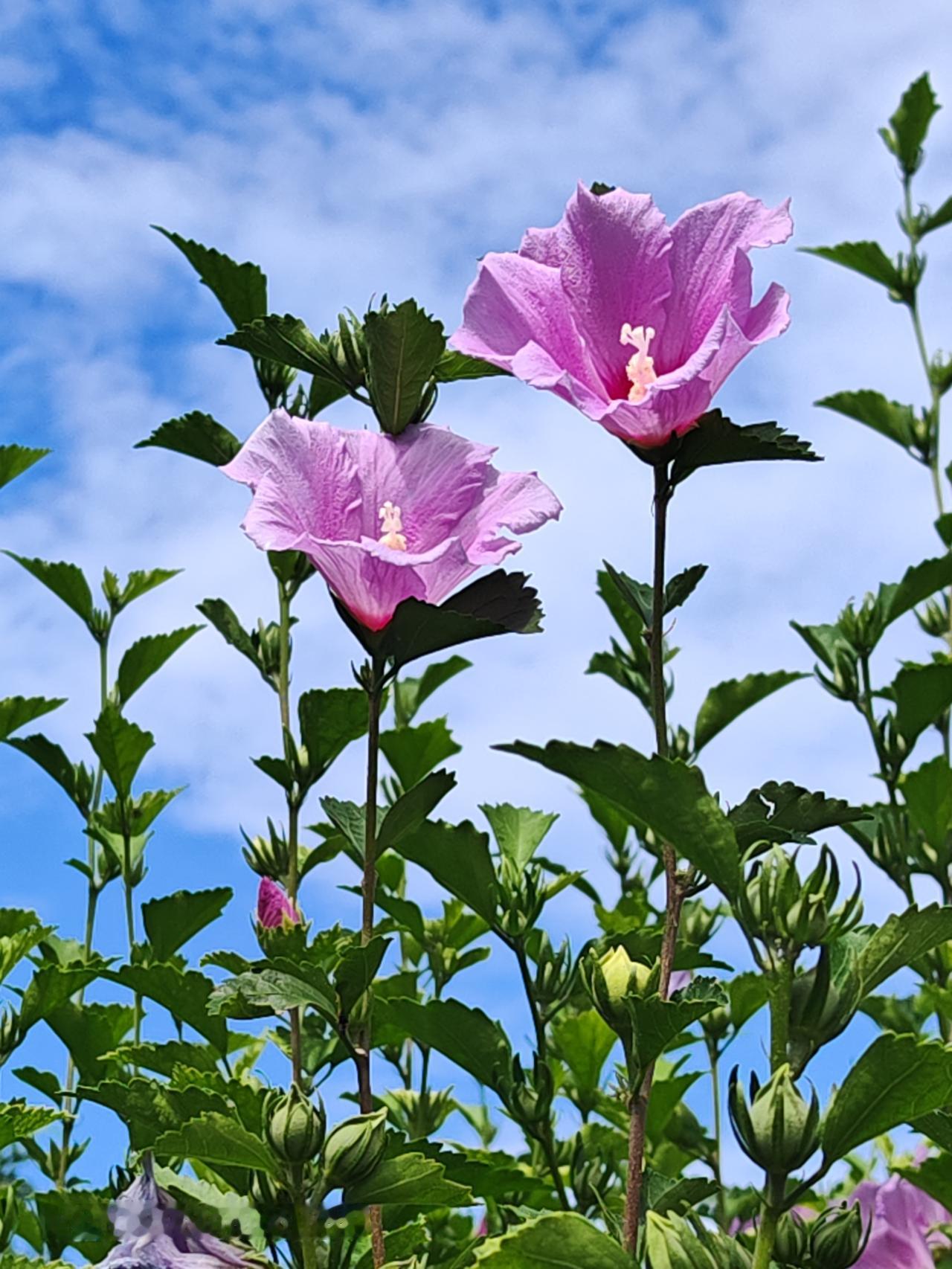 紫花映蓝天，瑰丽艳色鲜。北京通州玉桥中路木槿花西月锦绣