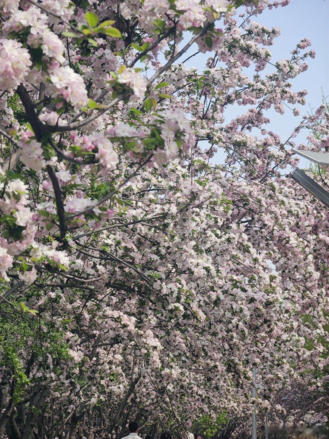 望京海棠花溪花开北京摄影