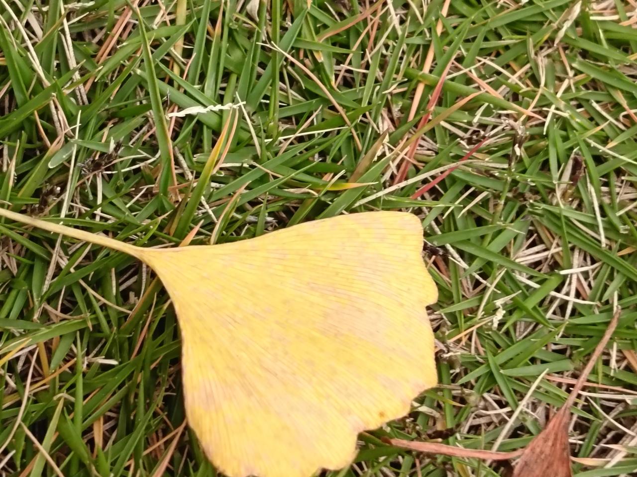 路边草坪上看到这枚银杏叶觉得挺好的就拍下来了。
这枚银杏叶，是秋跌进草坪里的信笺
