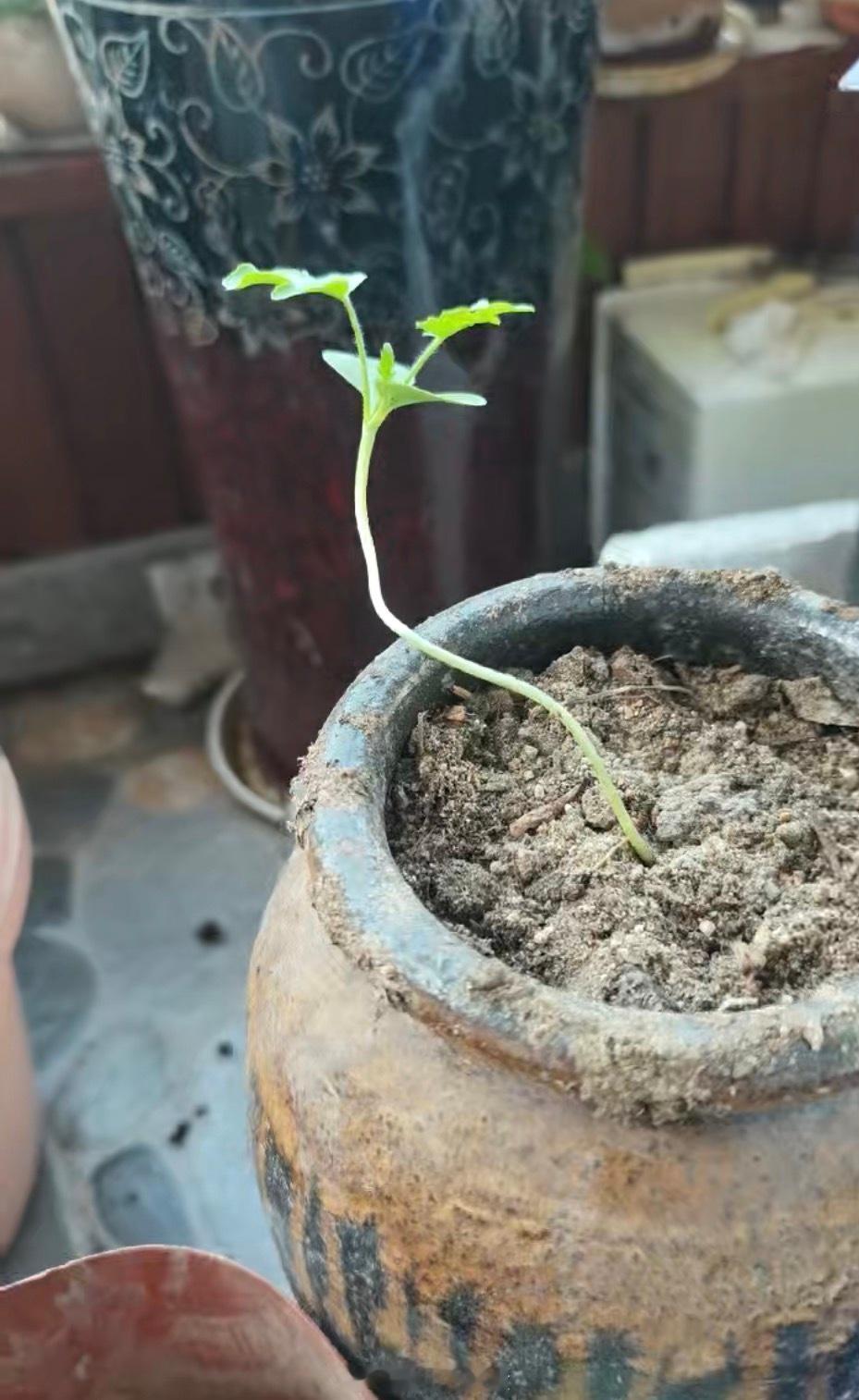 科学老师得知他植物养得好，送给他几颗太空西瓜种子，让他暑假做实验，他很努力地去种