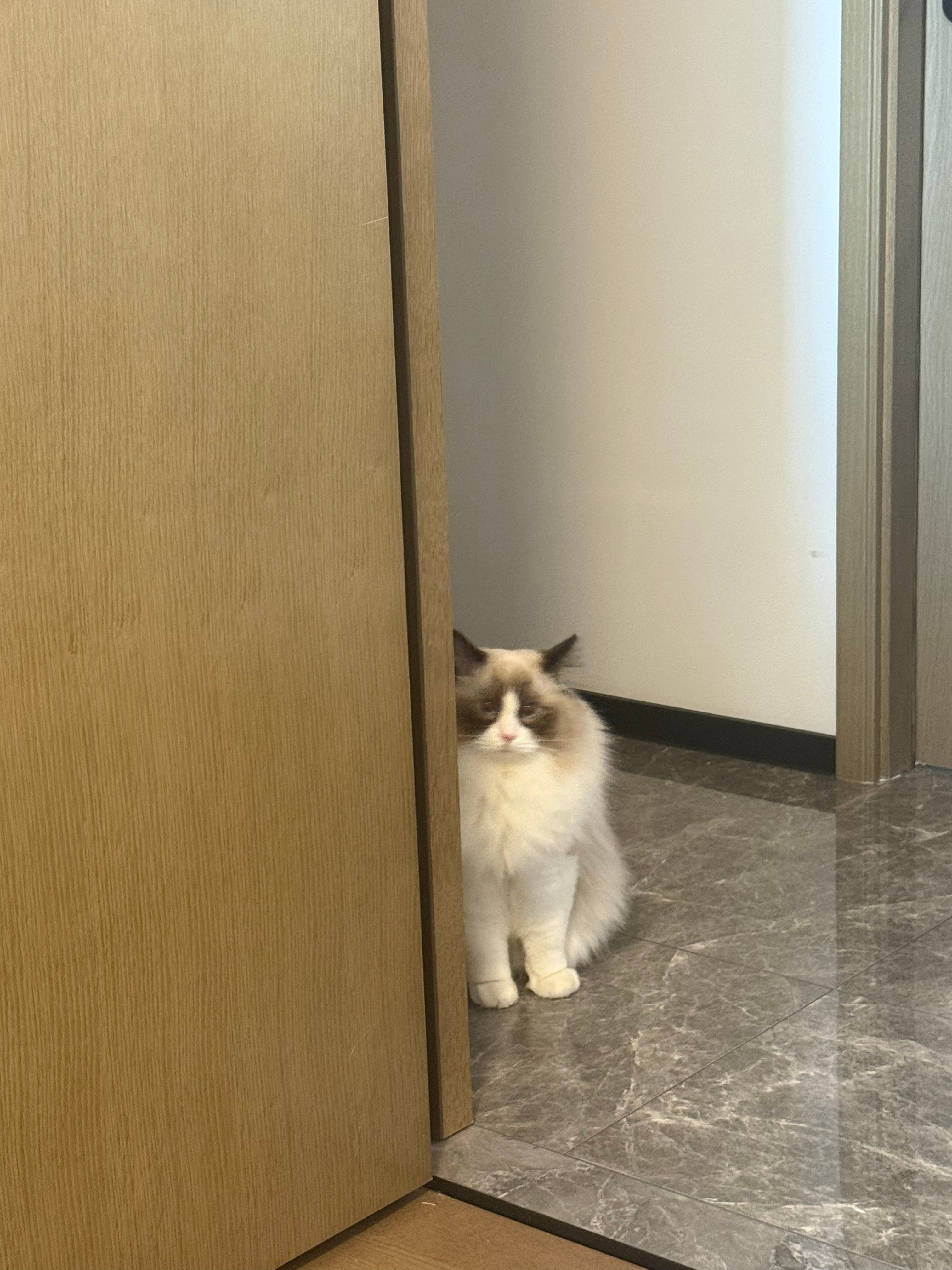 猫猫祟祟 ​​​