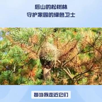 后山的松树林，守护家园的绿色卫士。
三年级一单元习作：我的植物朋友松树。在众多植