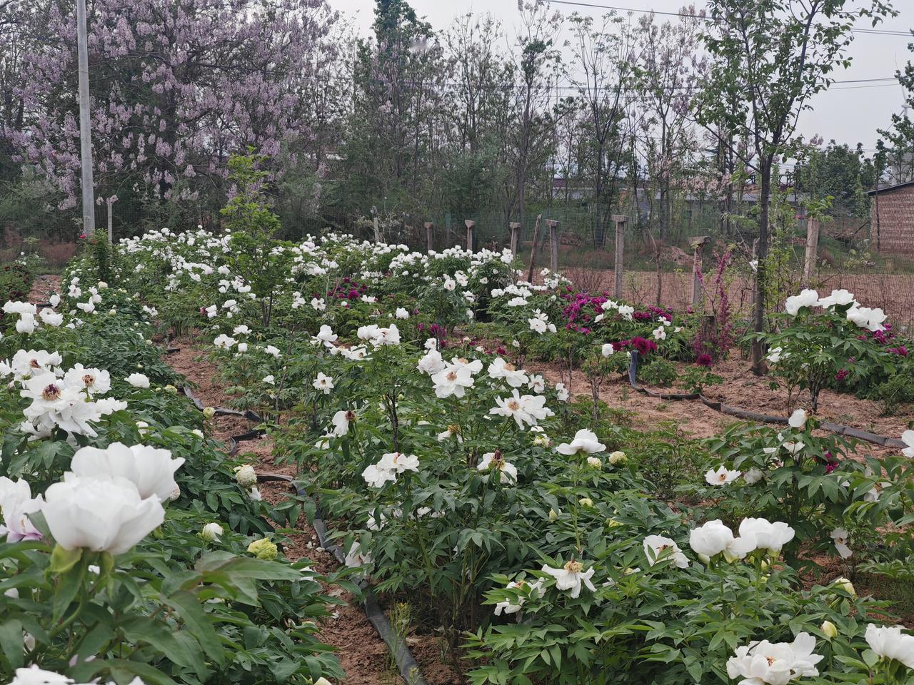 晒晒随手拍的牡丹春日的牡丹园里，大片白牡丹热烈盛放，花瓣如雪般皎洁，层层舒展，缀
