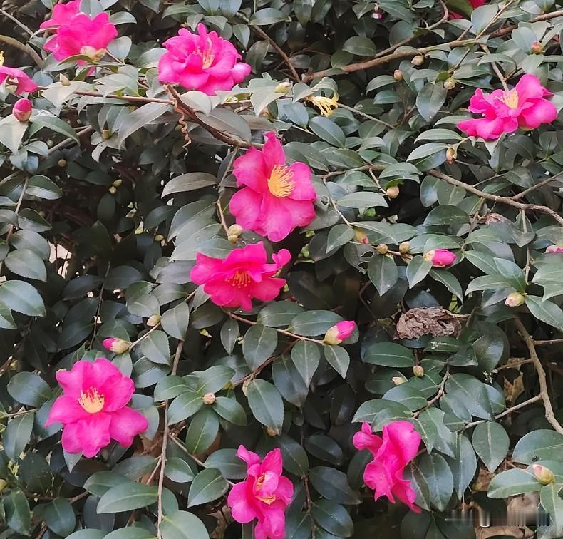 我觉得家人健康平安，孩子听话懂事就是幸福🥰