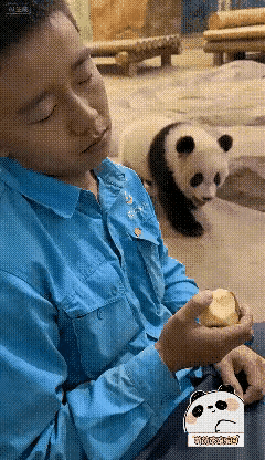 看完这段熊猫视频，心里一下子舒坦不少。饲养员手里拿着苹果，假装睡着不动，熊猫一眼