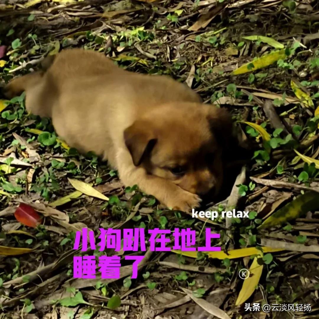 晚上在公园散步，路过一片竹林，竹林的空地上，趴着一只小狗。在昏暗的灯光下，小狗竟
