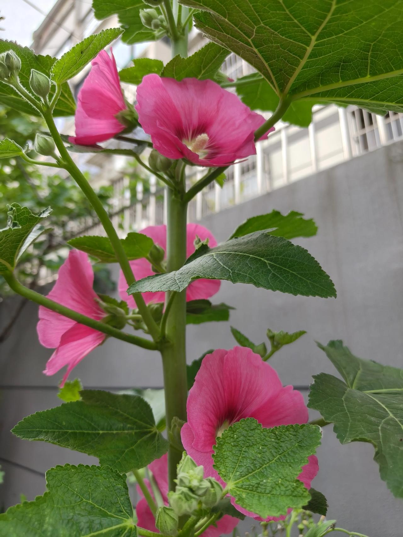 青年节——心若年轻不老，余生皆是美好

青年节——愿你一路乘风破浪，一切如愿以偿
