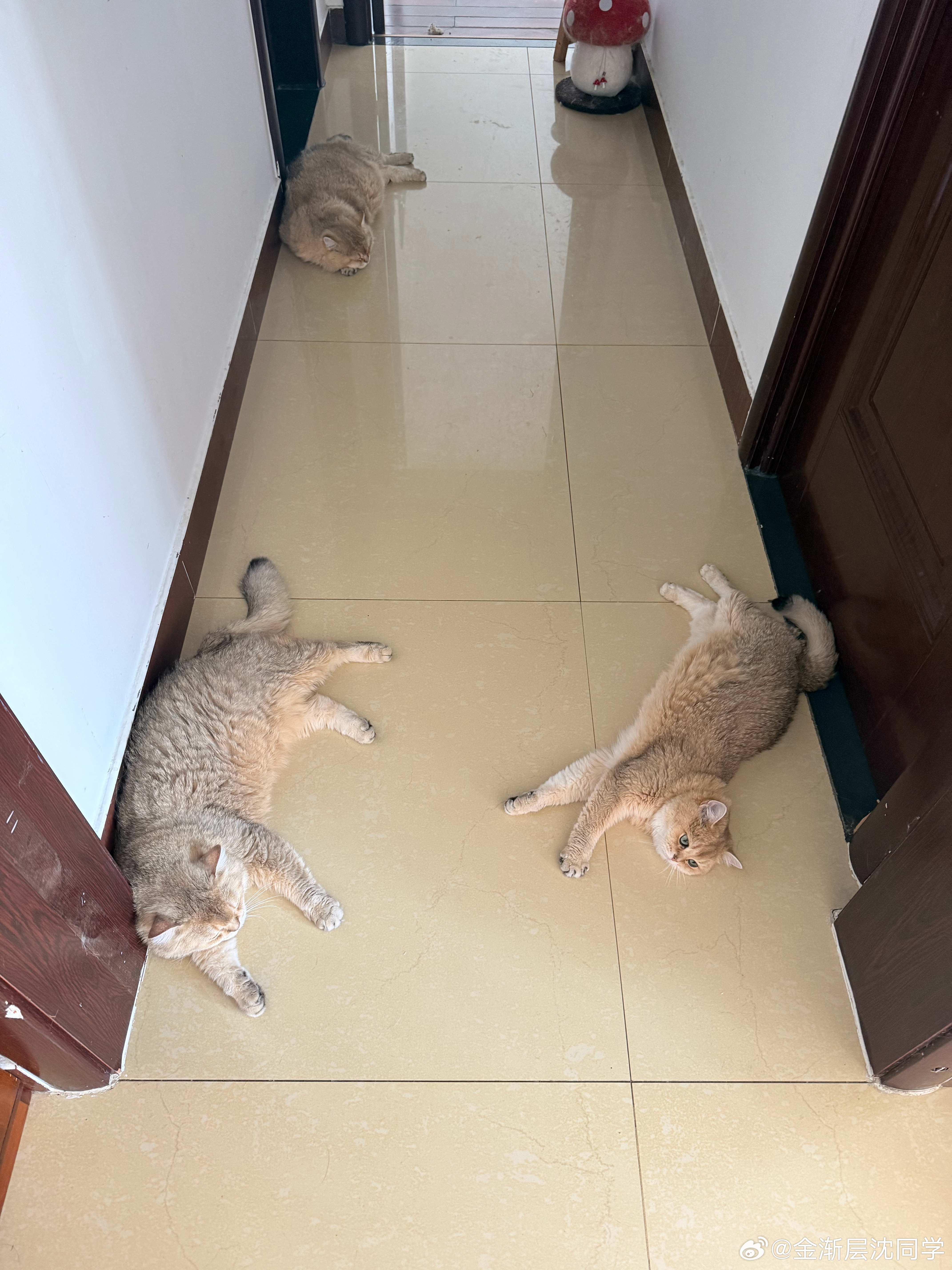 藏猫罐头，报复糖糖拉她床萌宠猫咪