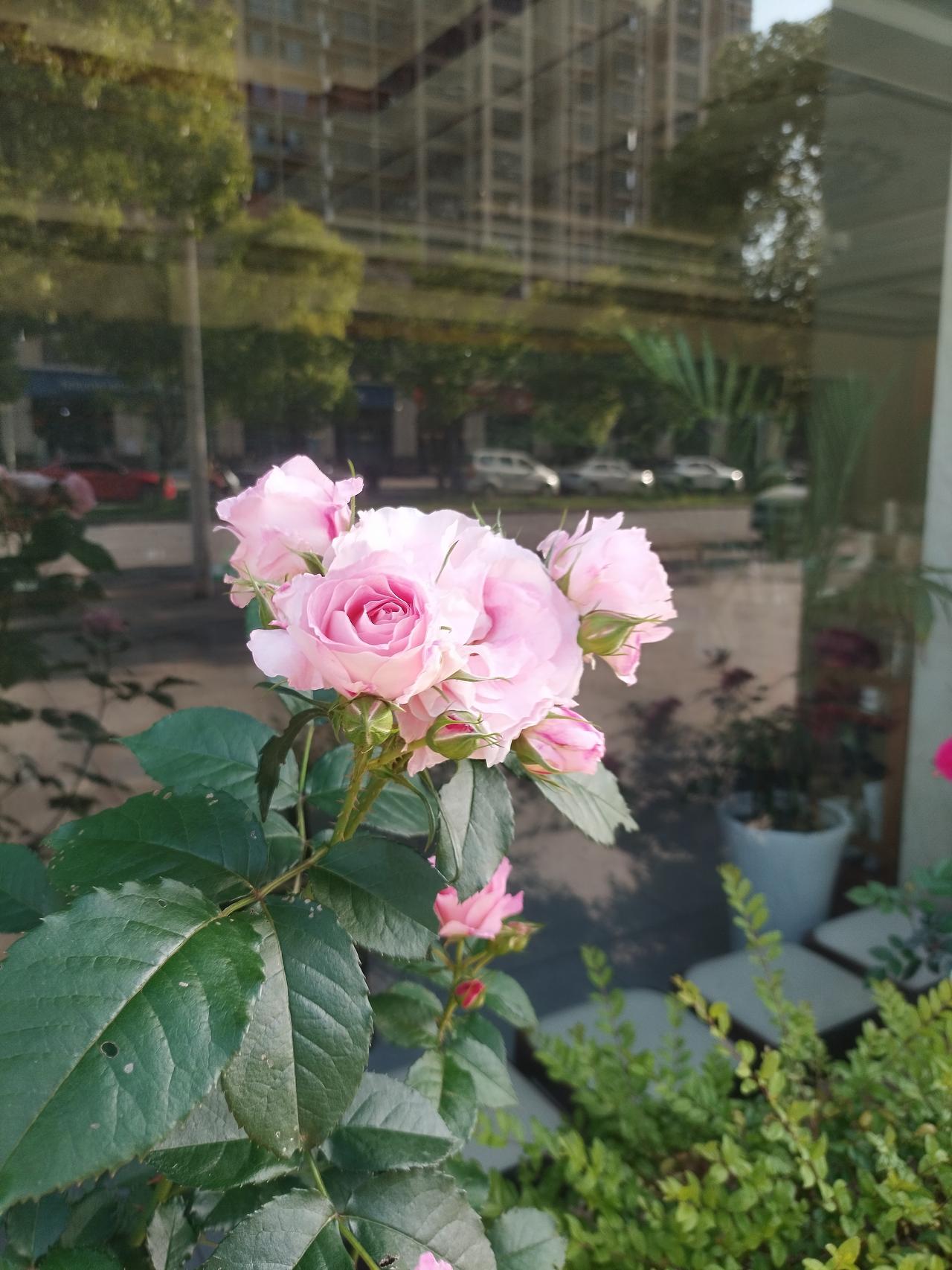 今日天气晴，适合出门逛逛，别人家种的月季开了，显得额外漂亮，原来生活不缺美，缺的
