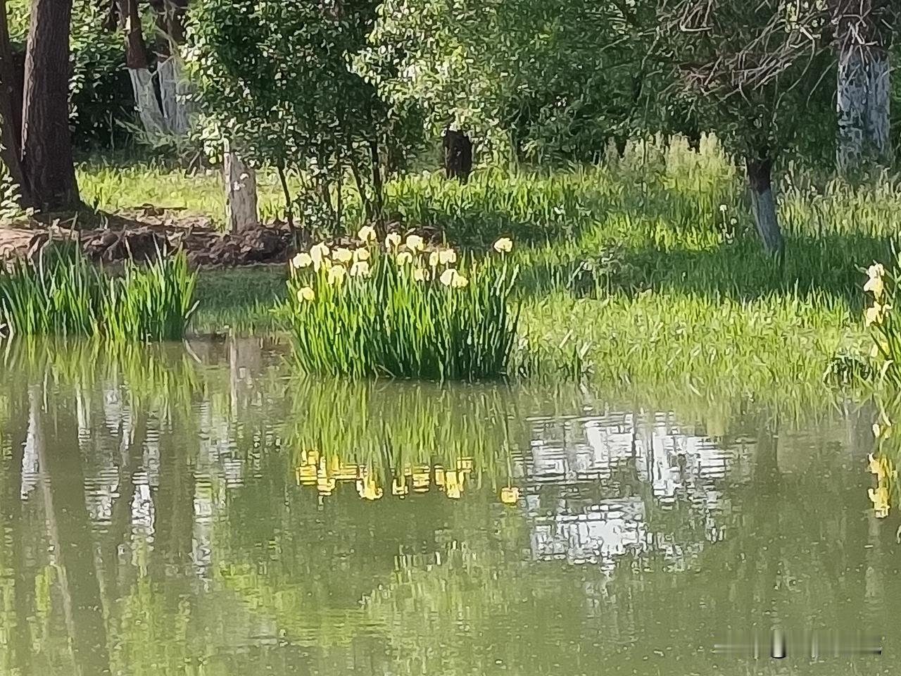 荷塘月色

夜色如水，我哼起《荷塘月色》，歌声轻落水面，荡开涟漪。忽见几尾红鲤摇