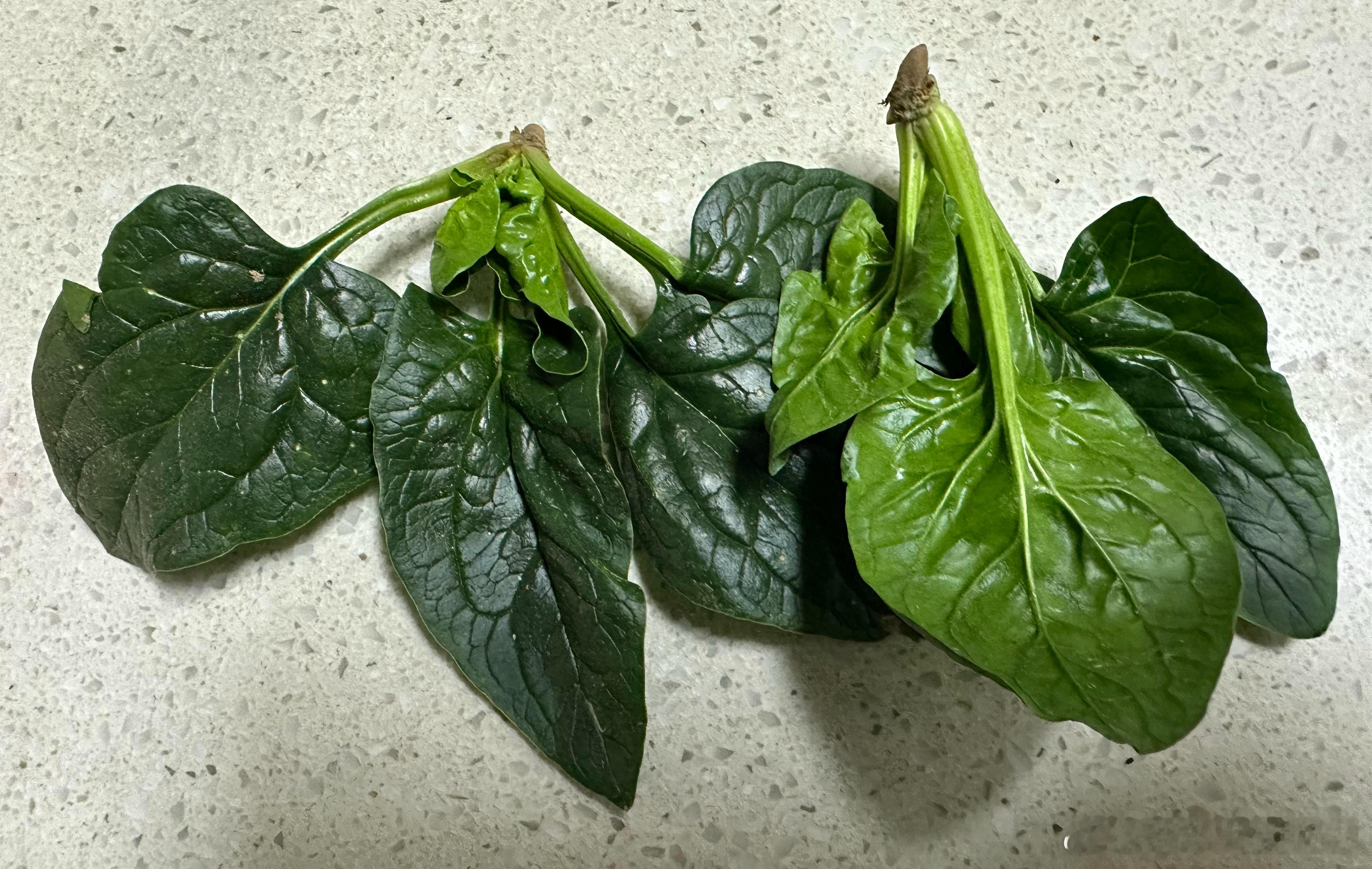 我喜欢的小个子趴趴菠菜，身高10厘米左右的，菜市场很少见，网上有时候能划拉到。