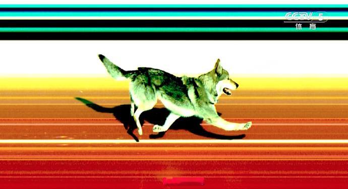 跑上赛道的狗狗喜提冲刺照片在米兰冬奥会女子越野滑雪比赛闯入赛道的捷克狼犬，赛事组