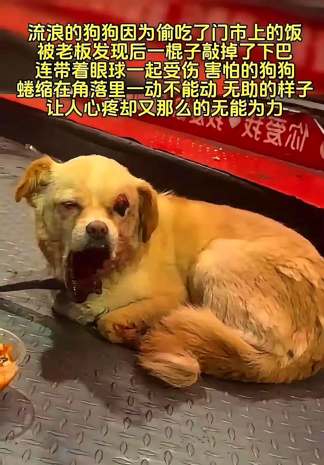 苏州一只流浪狗因偷吃门市剩饭后，被店主一棍打断下巴，眼睛也被打瞎。
就为一口剩饭