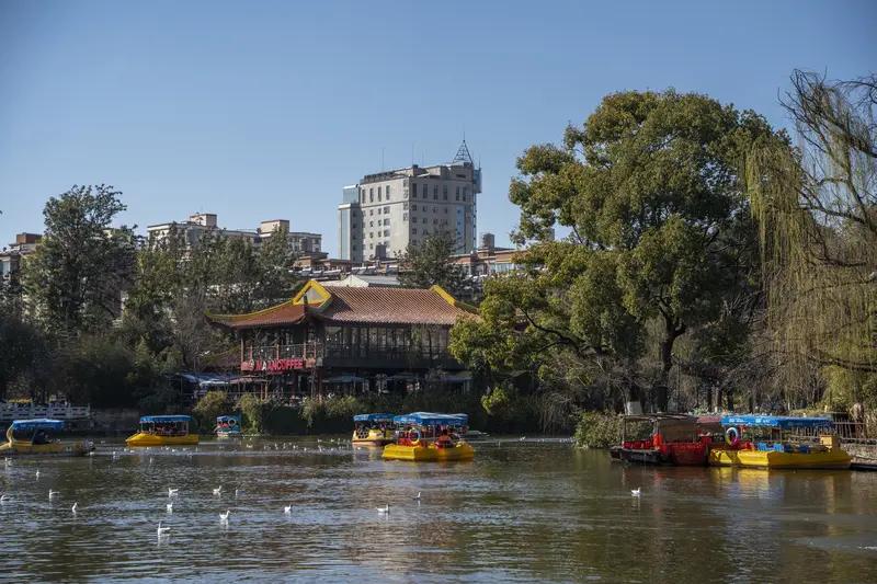 昆明翠湖简直成了花的海洋！20余万株郁金香竞相绽放，那场面太震撼了。红的像火，粉