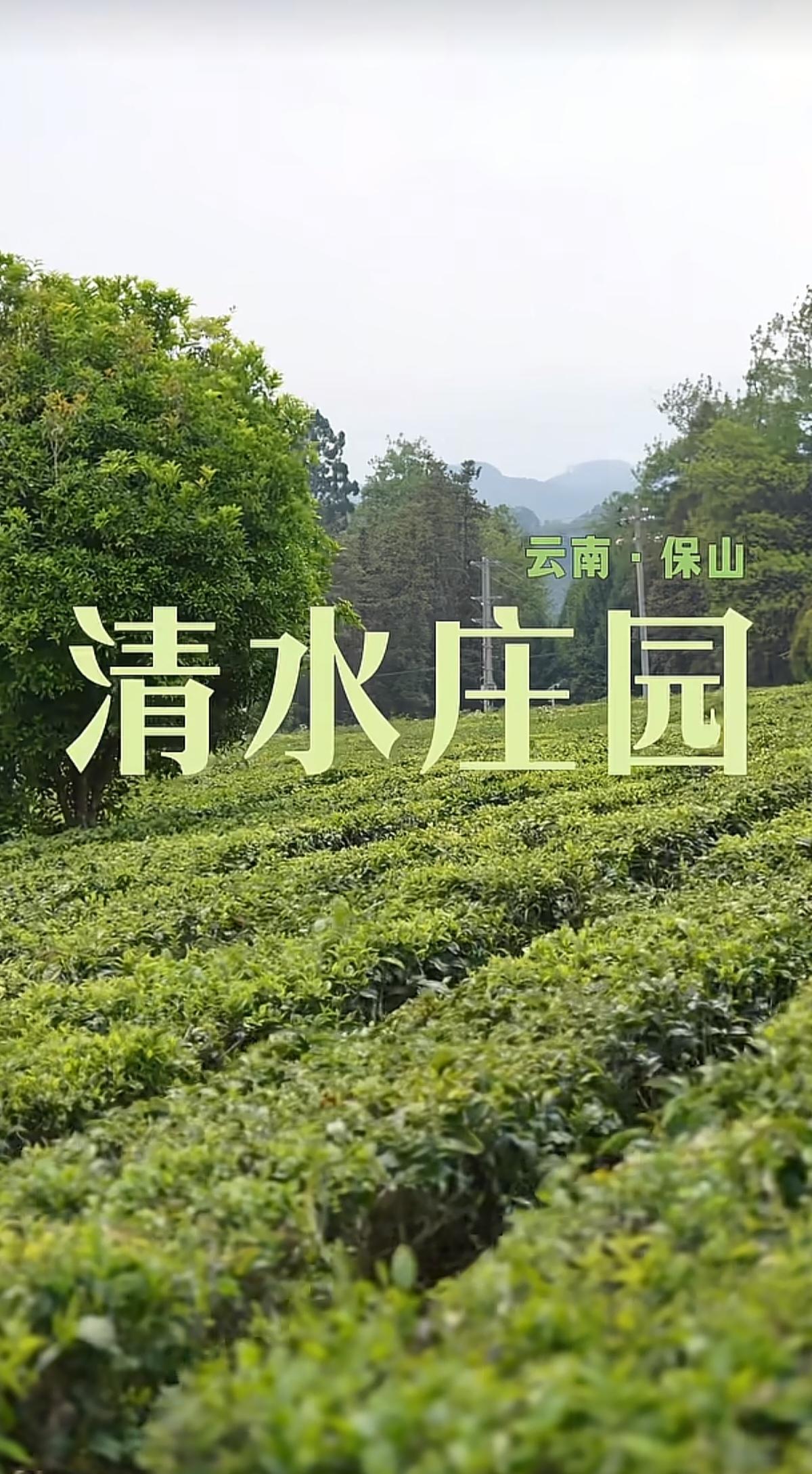 云南保山清水庄园
       保山的茶，是澜沧江畔的一抹翠绿，是千年古道上的马