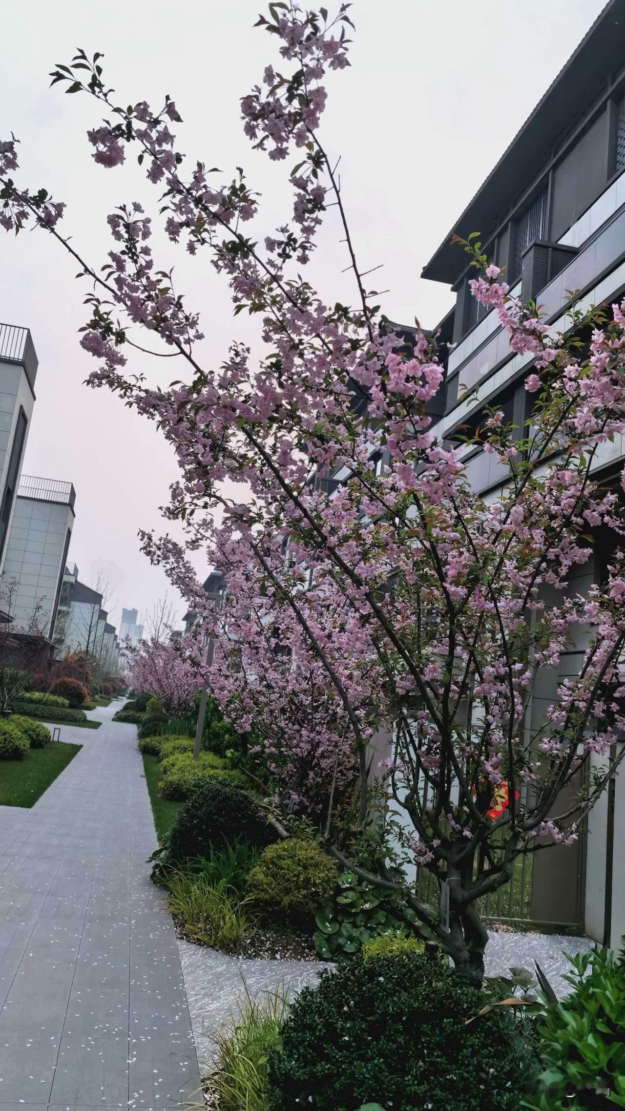流浪大师转入正常的游学带货读书生活，这也算是关注七年来粉丝们最愿意看到的结果，笔