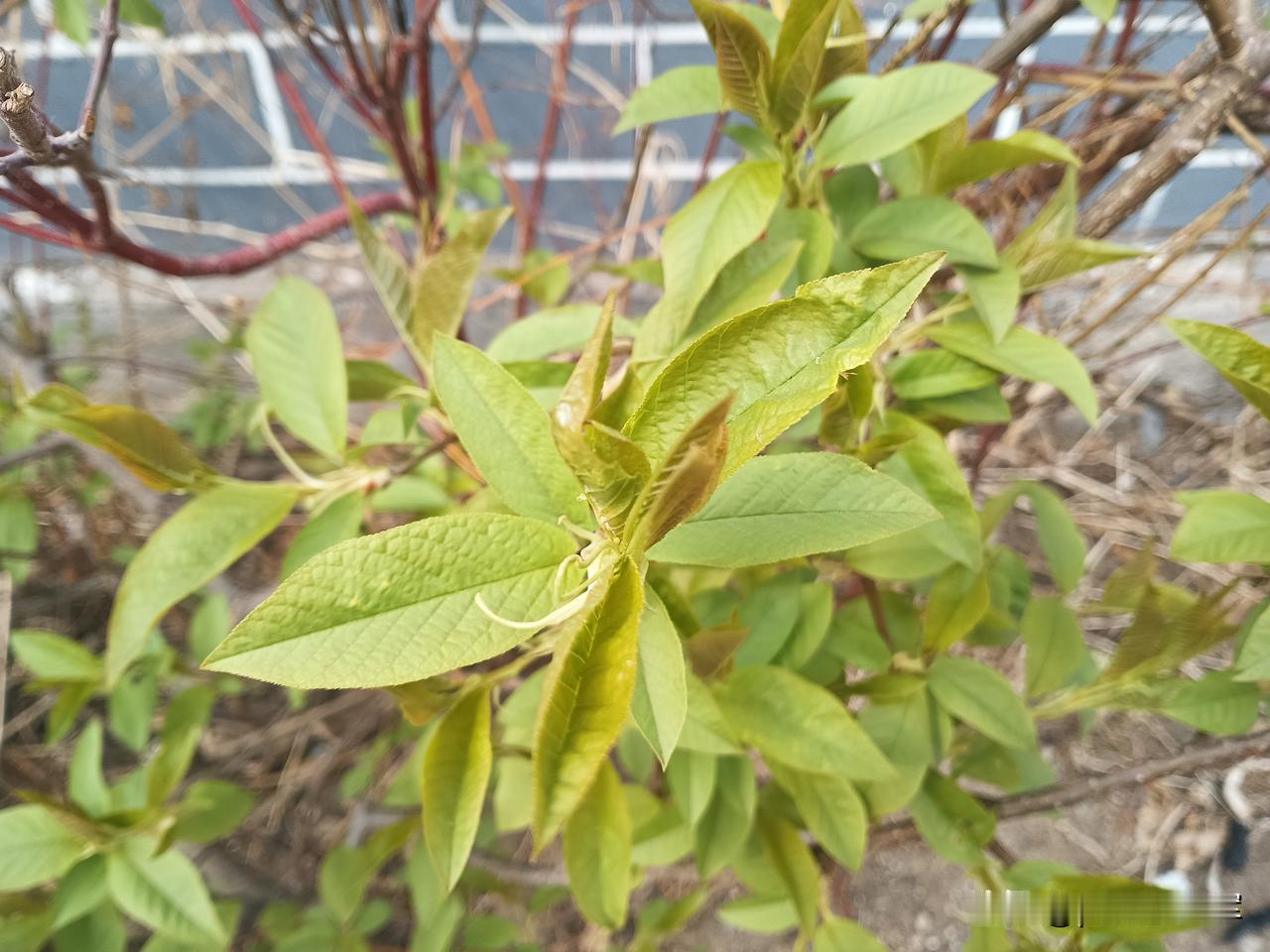 嫩绿
这几天一直在医院折腾，某一项指标有问题，便是又一轮的检查，只有检查后，才会