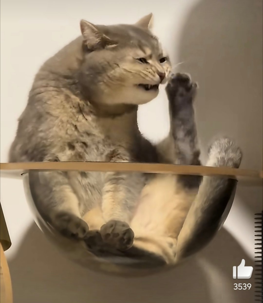 小猫的脚原来这么臭小猫:受不了了，滂臭 