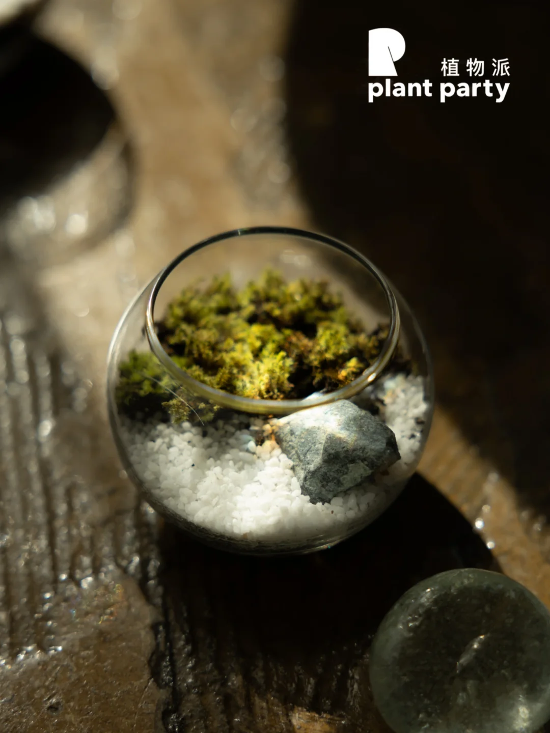 养苔藓的人，先学会不着急🌿