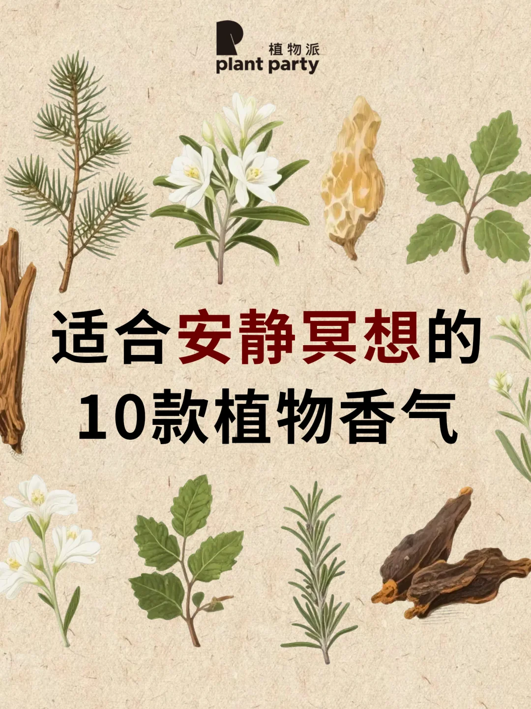 能量提升🍃10款适合安静冥想🧘植物香气