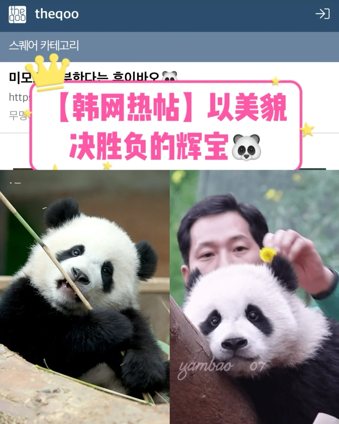 🔥韩网热帖｜以美貌决胜负的辉宝🐼
