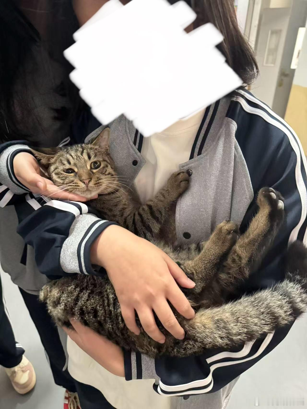 学校的猫学长 