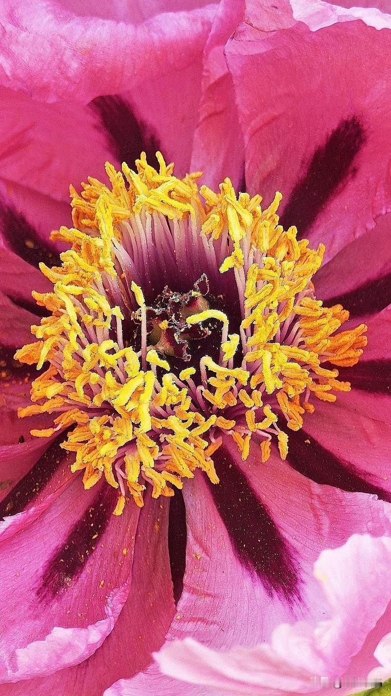 檀心一点金粟聚，藏尽富贵温柔意。微距下的牡丹花，手机摄影原创。(拍摄于景山公园)