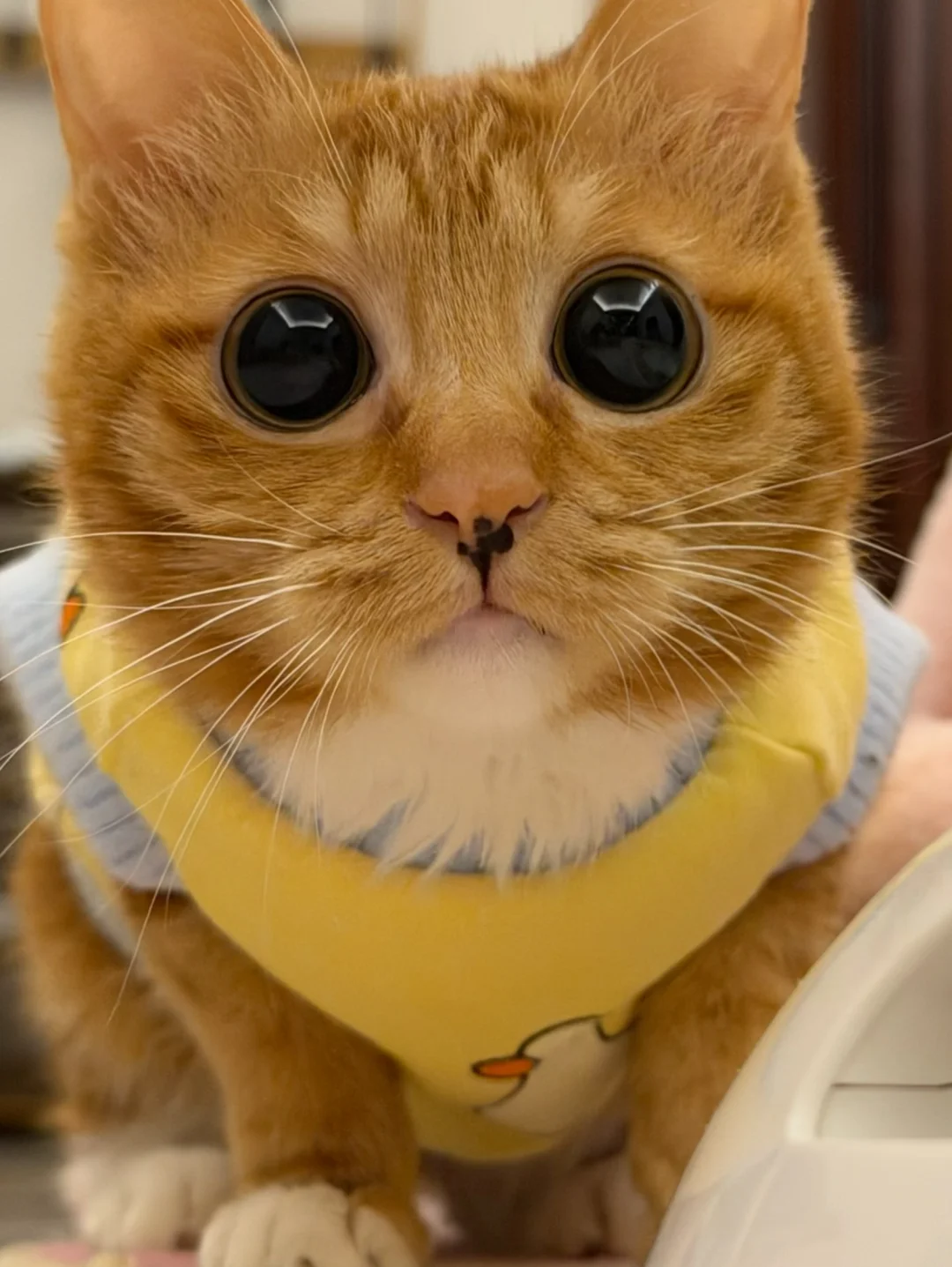 猫猫头 你瞅啥～