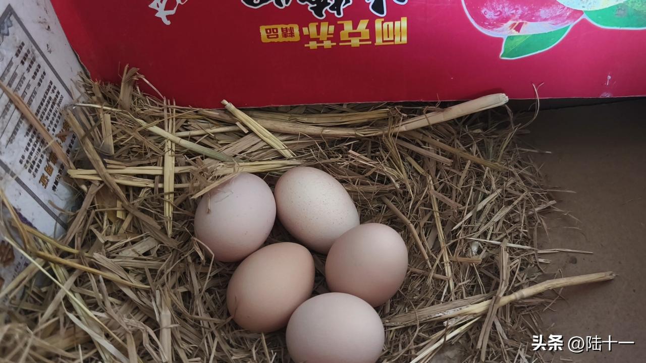 想买到真正的农家散养土鸡蛋，靠谱的渠道只有一个：到农村农户家购买。

因为真正的