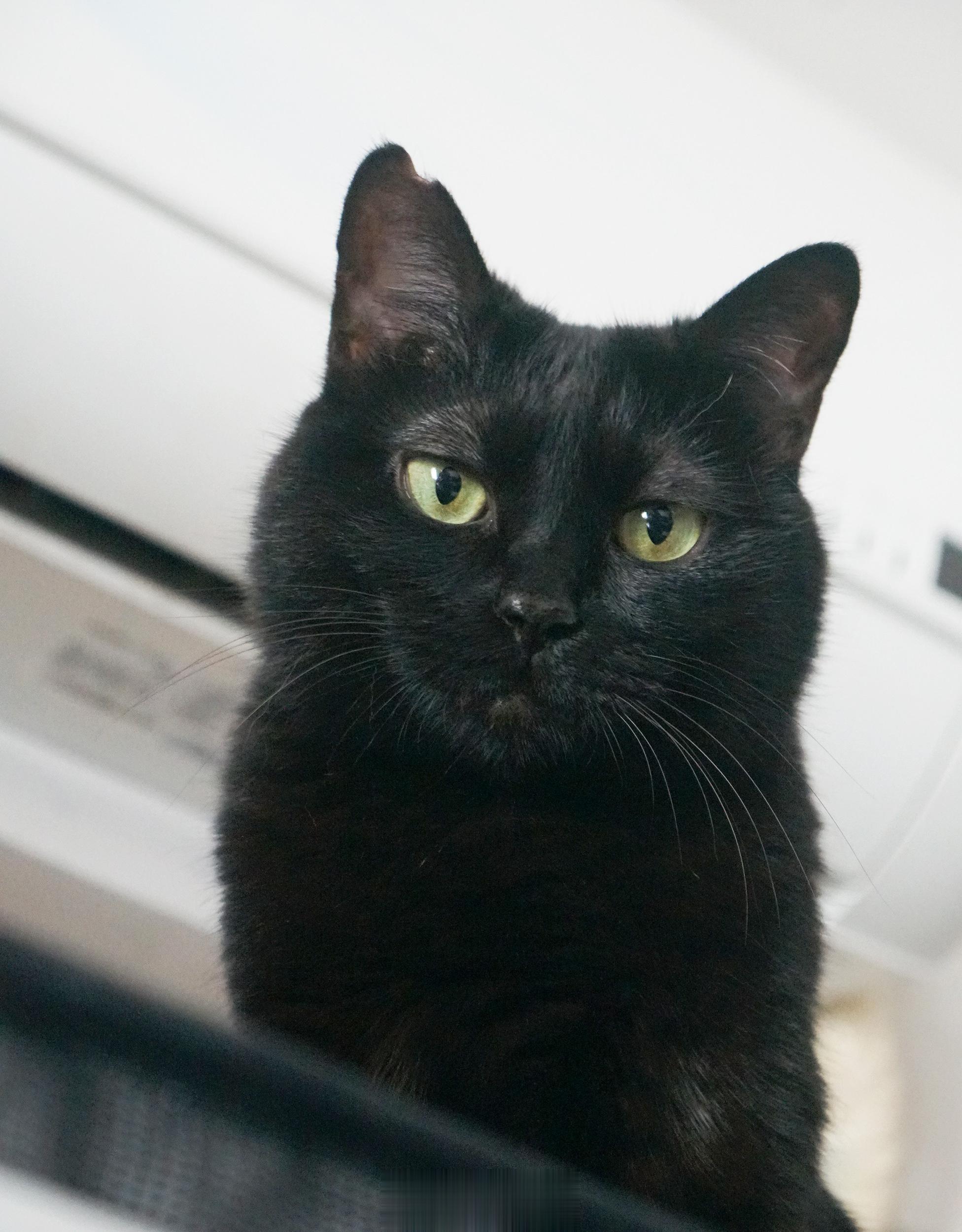 星期一的厭世臉。#蝦蝦不可以太可愛# ​​​