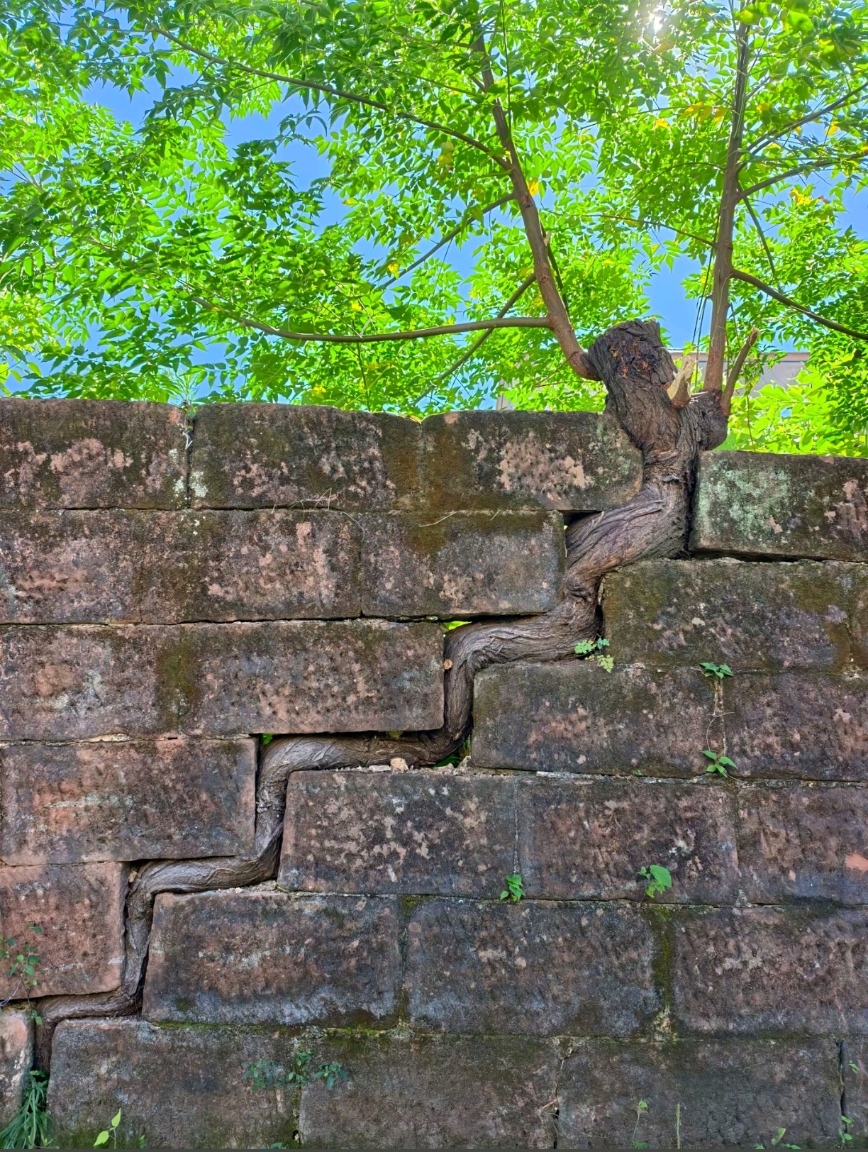 生命树🌳生命其实也没有那么脆弱 