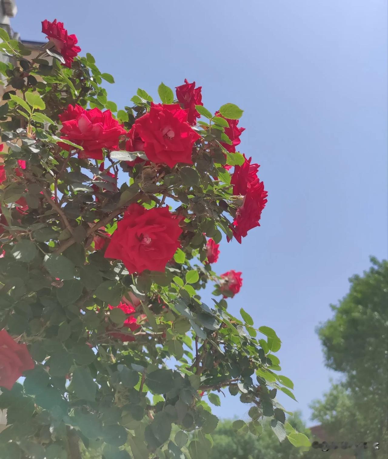 春日生活打卡季春末时节已经有了夏的热烈
