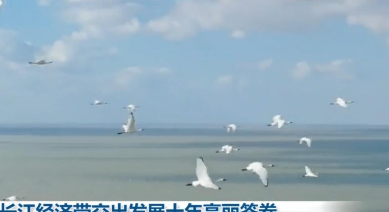 长江经济带发展十年，谱写出生态与经济共荣的时代华章。江面上群鸟翩飞，三峡峡谷碧波