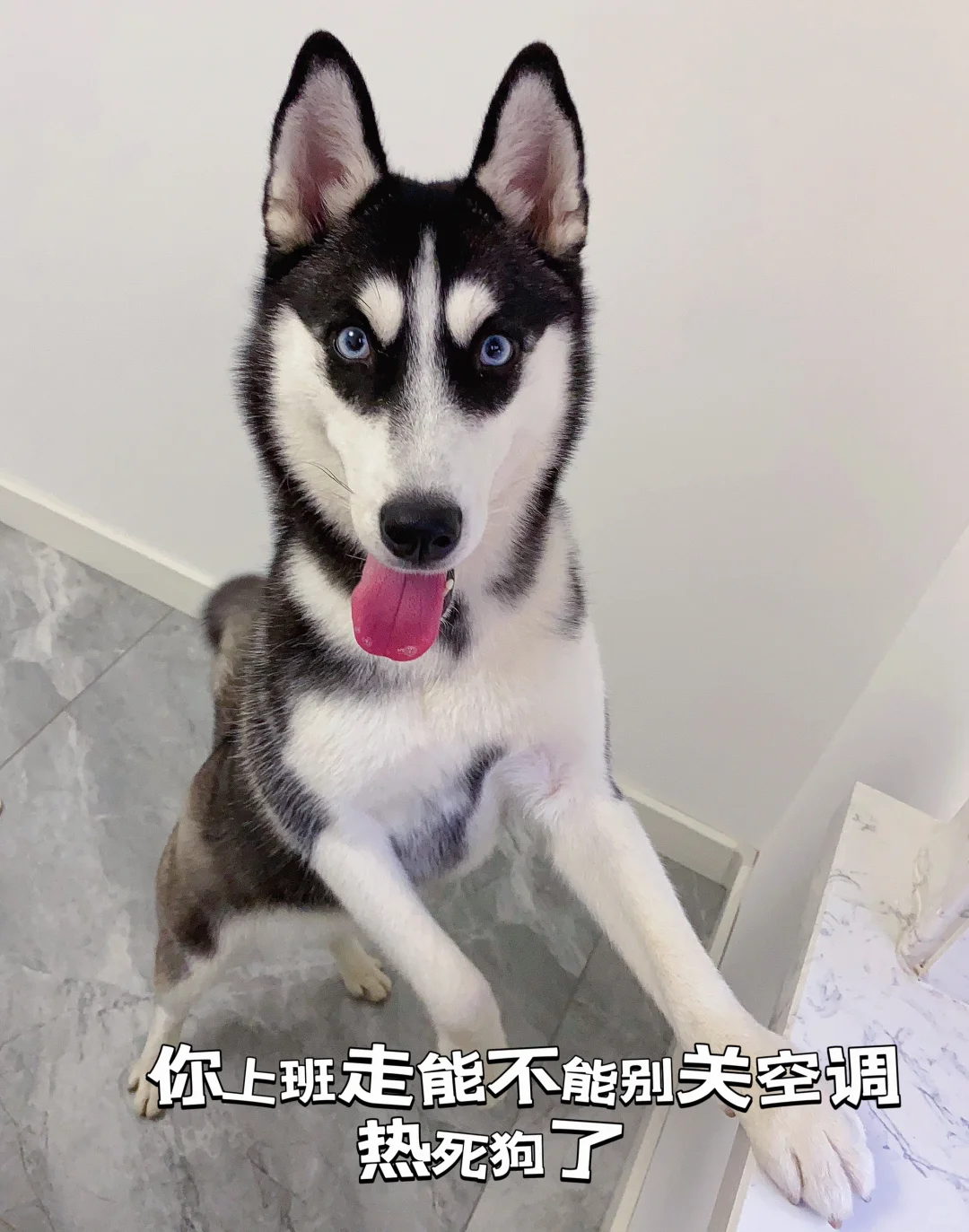三伏天狗都热死了 没胃口吃狗粮啦