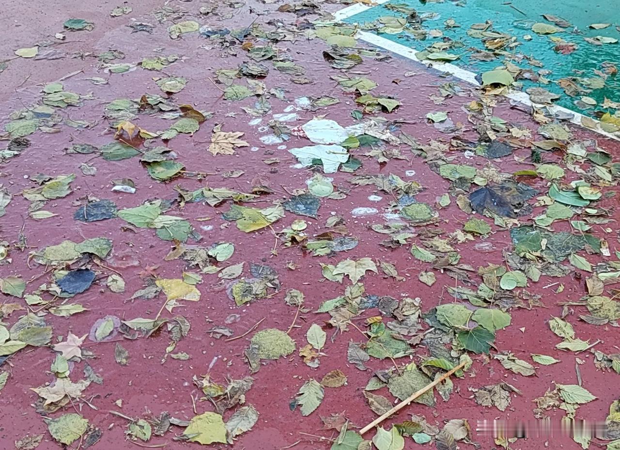 终于穿上秋裤了！这天经过一夜北风的洗礼，太冷了！落夜堆积的水坑都结了冰，那金黄满
