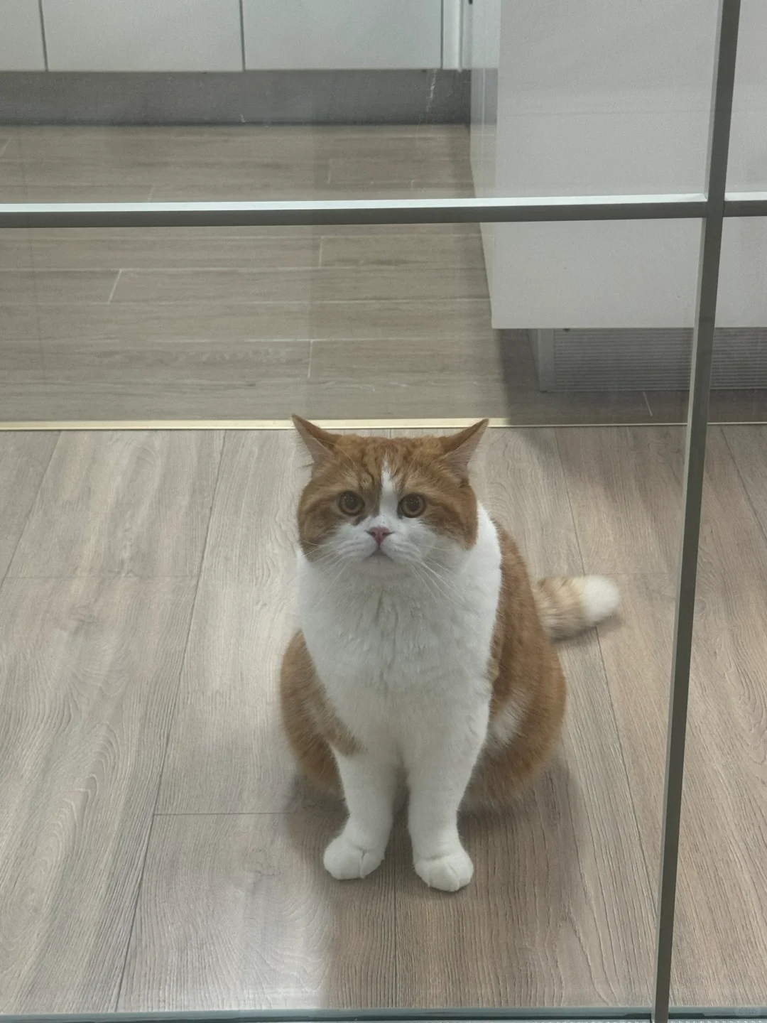 在房间乱尿被禁止入内⛔️