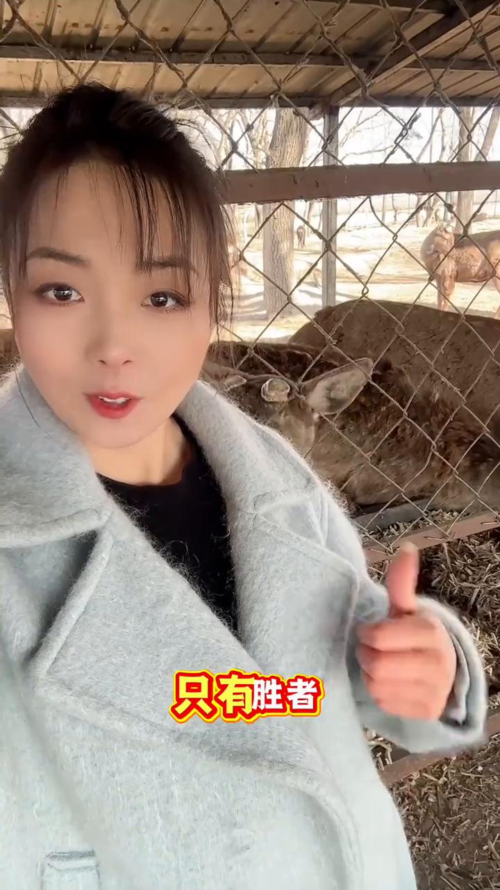 你们天天要的好鹿鞭产量其实非常低，只有在发情期鹿鞭才能够达到300克左右，平时也